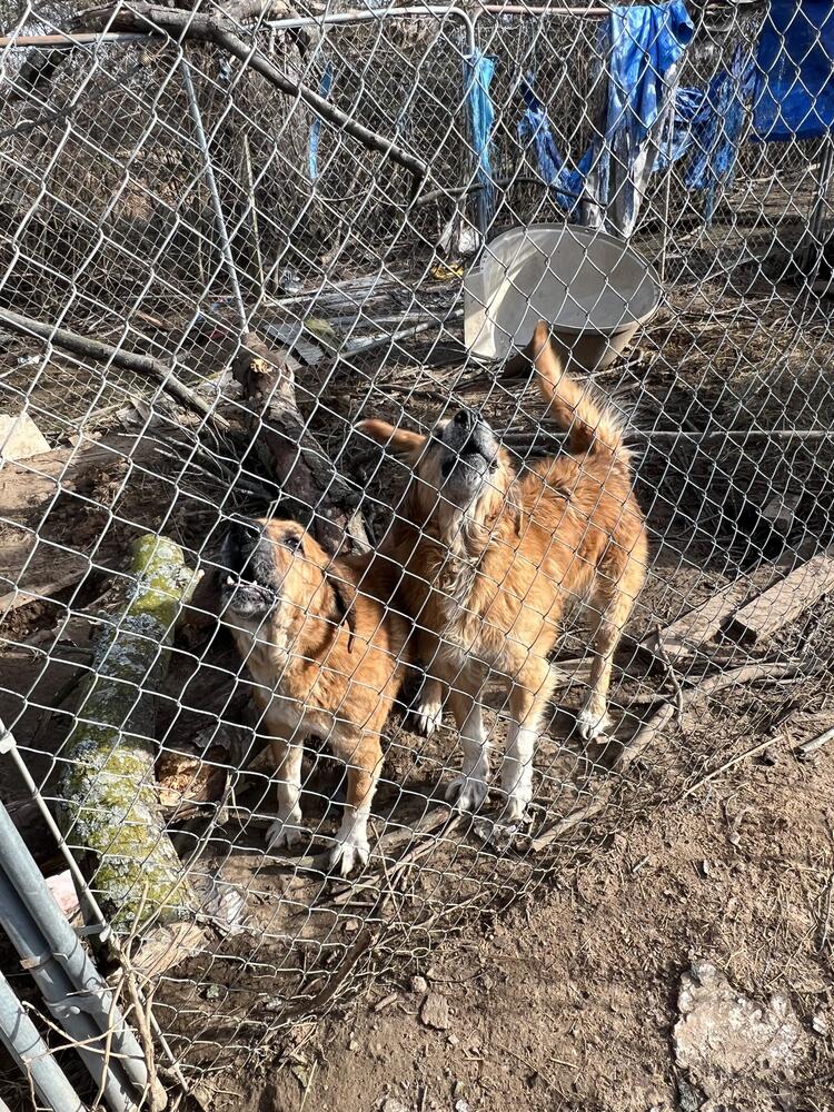 Two brown dogs in fence kennel