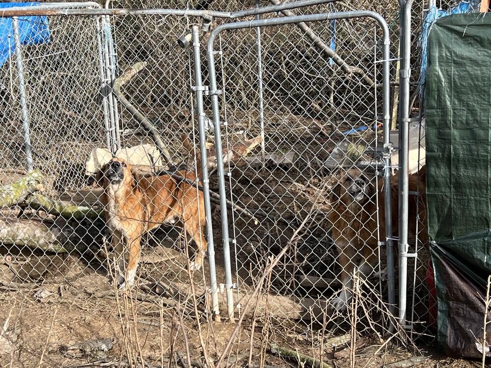 Brown dog barking in fence kennel