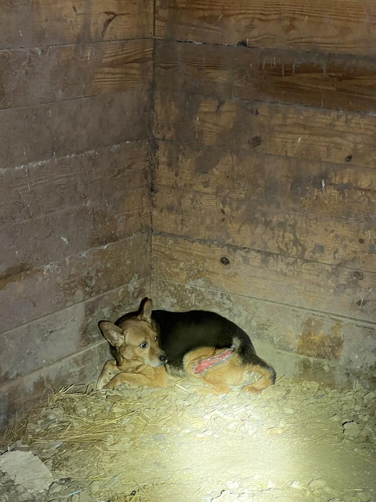 Black and brown malnourished dog in horse stall