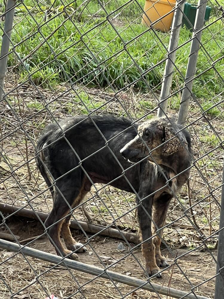 black malnourished dog in fence