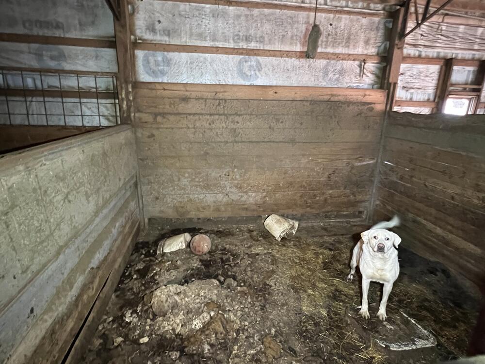 white dog in horse stall