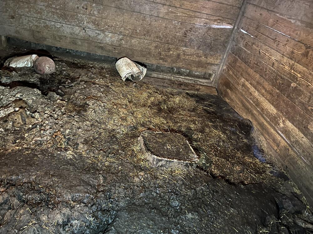 Horse stall filled with feces