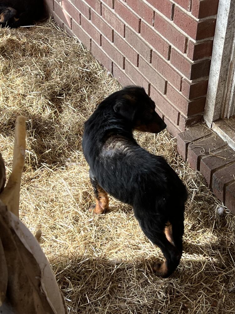 Black Dog with large laceration on its back