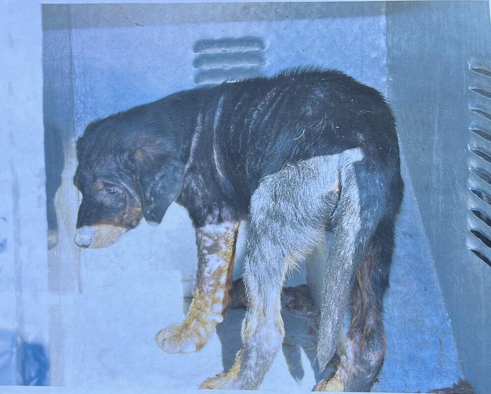 Black and brown dog in animal control kennel