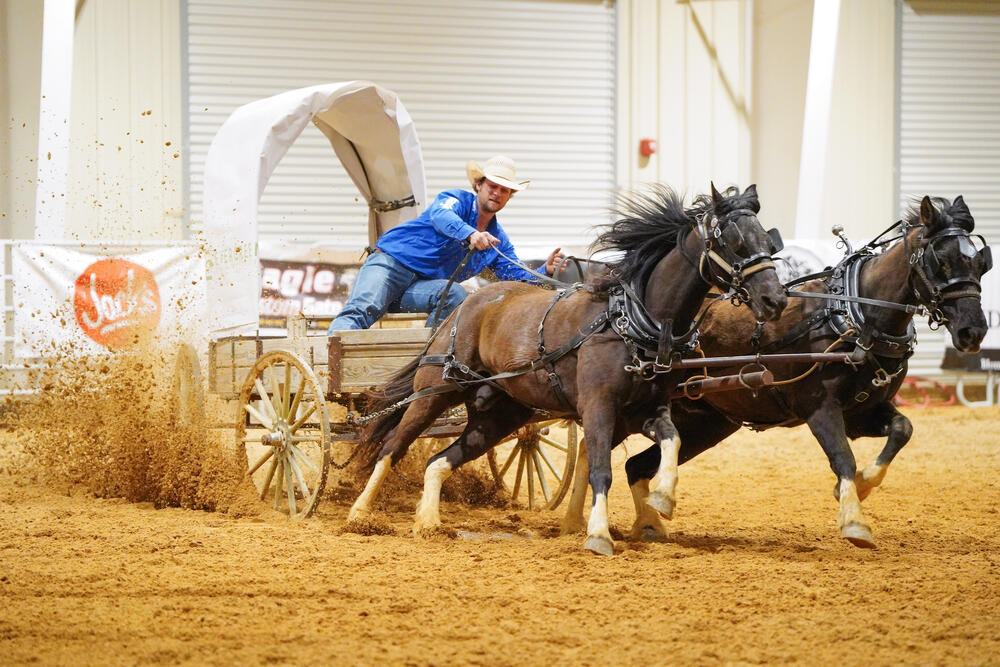 A cowboy riding in a chuckwagon being pulled by two horses during the chuckwagon races.