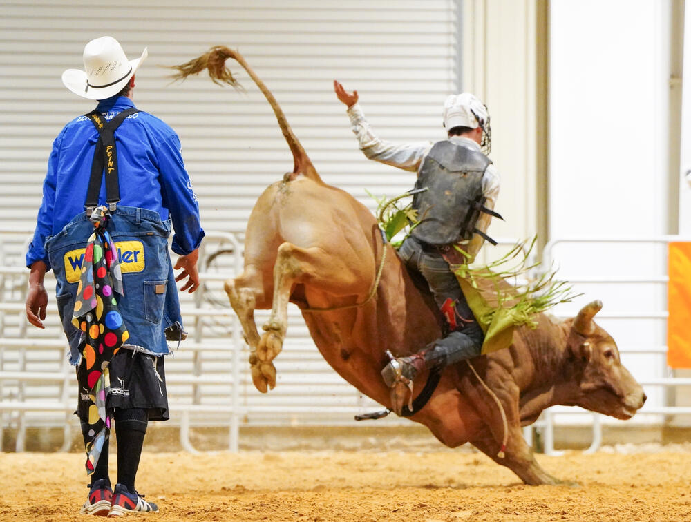 A cowboy wearing a protective helmet riding a bucking bull while a rodeo clown watches. 